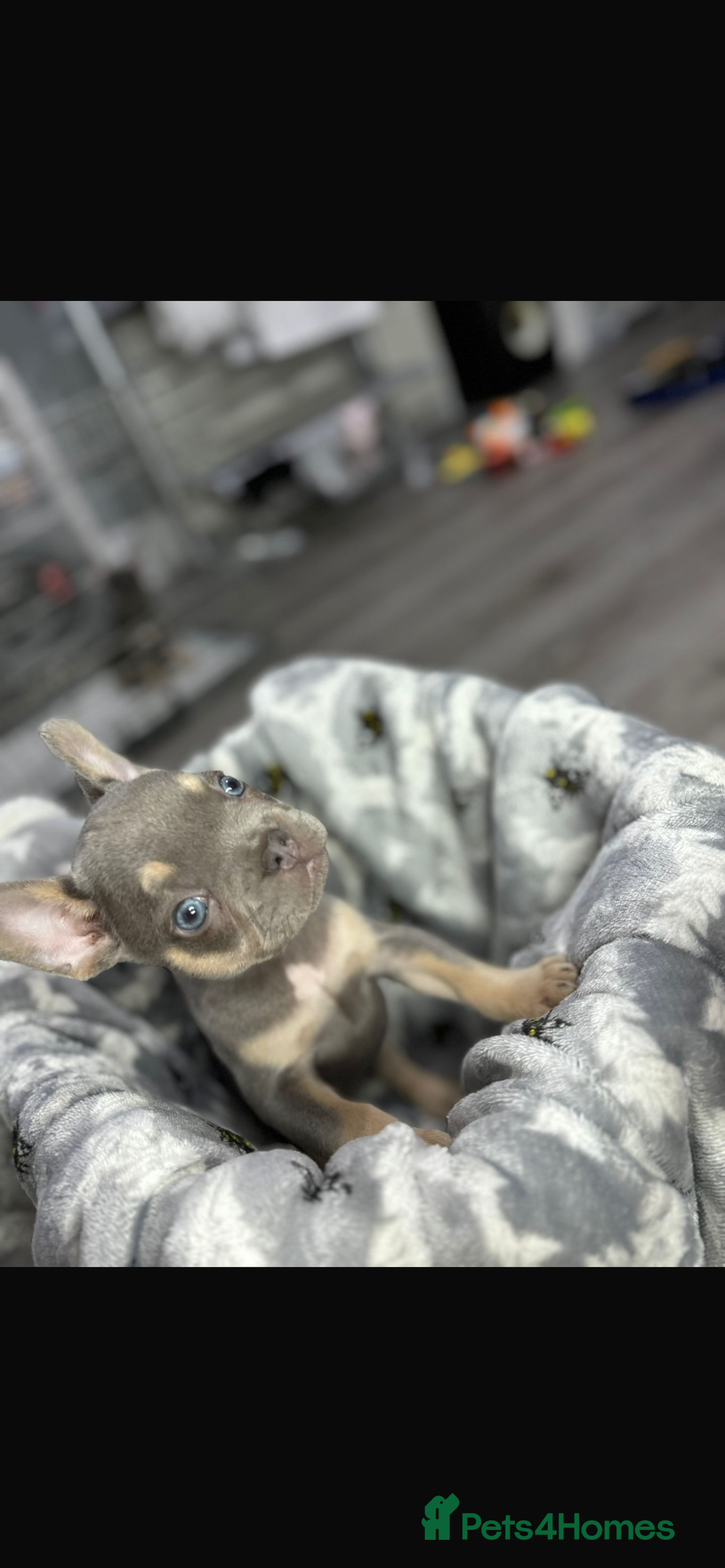 French Bulldog dogs for sale: fluffy French bulldogs  - Image 7