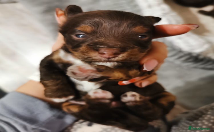 Biewer Terrier dogs - Advert 3