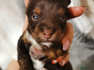 Biewer Terrier dogs - Advert 7