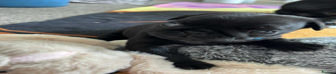 Pug Puppy 1