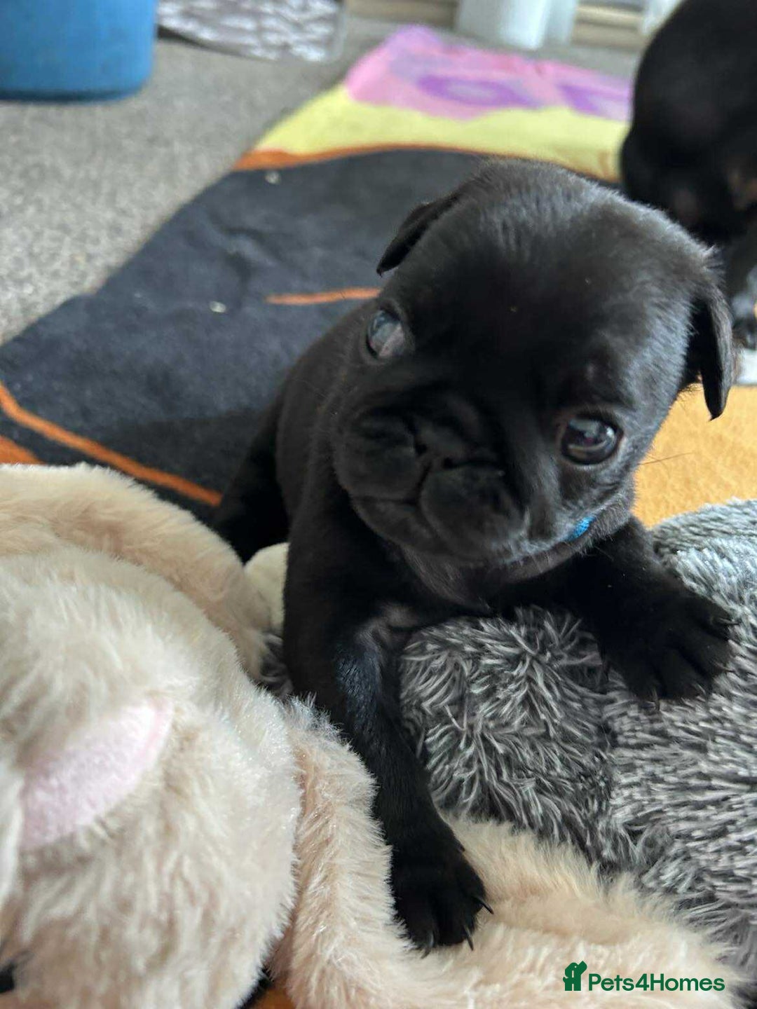 Pug dogs for sale: KCreg pug puppies for sale. - Image 24
