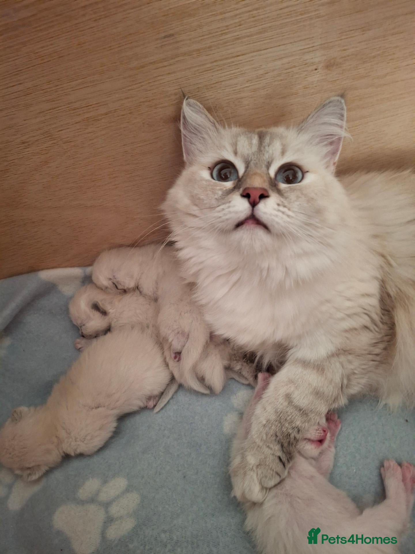 Siberian cats Beautiful  boy with blue eyes - Advert 3