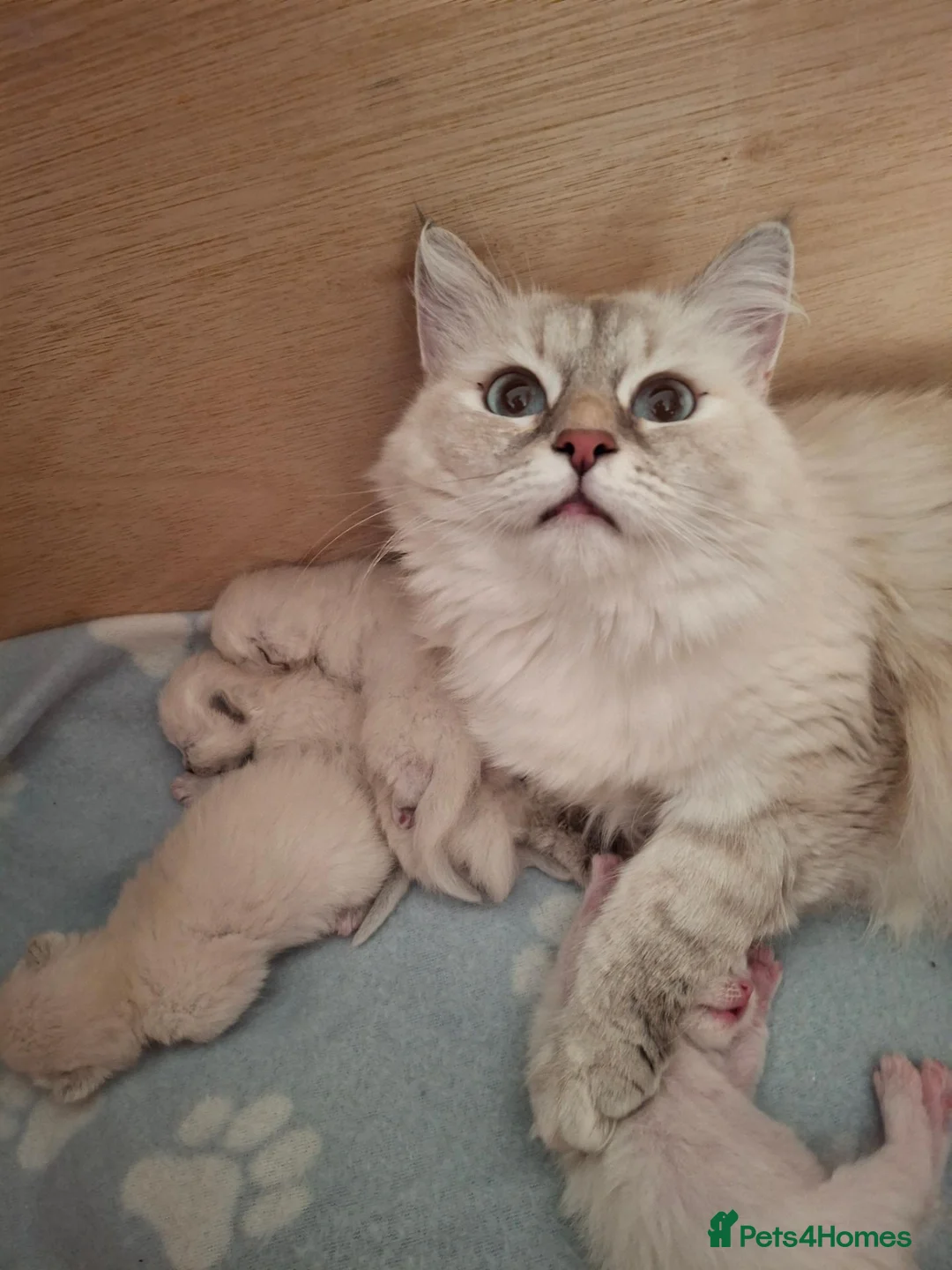 Siberian cats for sale: Beautiful  boy with blue eyes - Advert 2