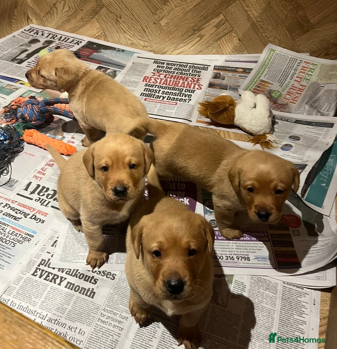 Labrador Retriever dogs for sale: Beautiful Fox Red Labrador Puppies - Advert 4