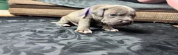 Mixed Breed dogs for sale: American Bull Staffy Puppies in Ramsgate - Advert 6