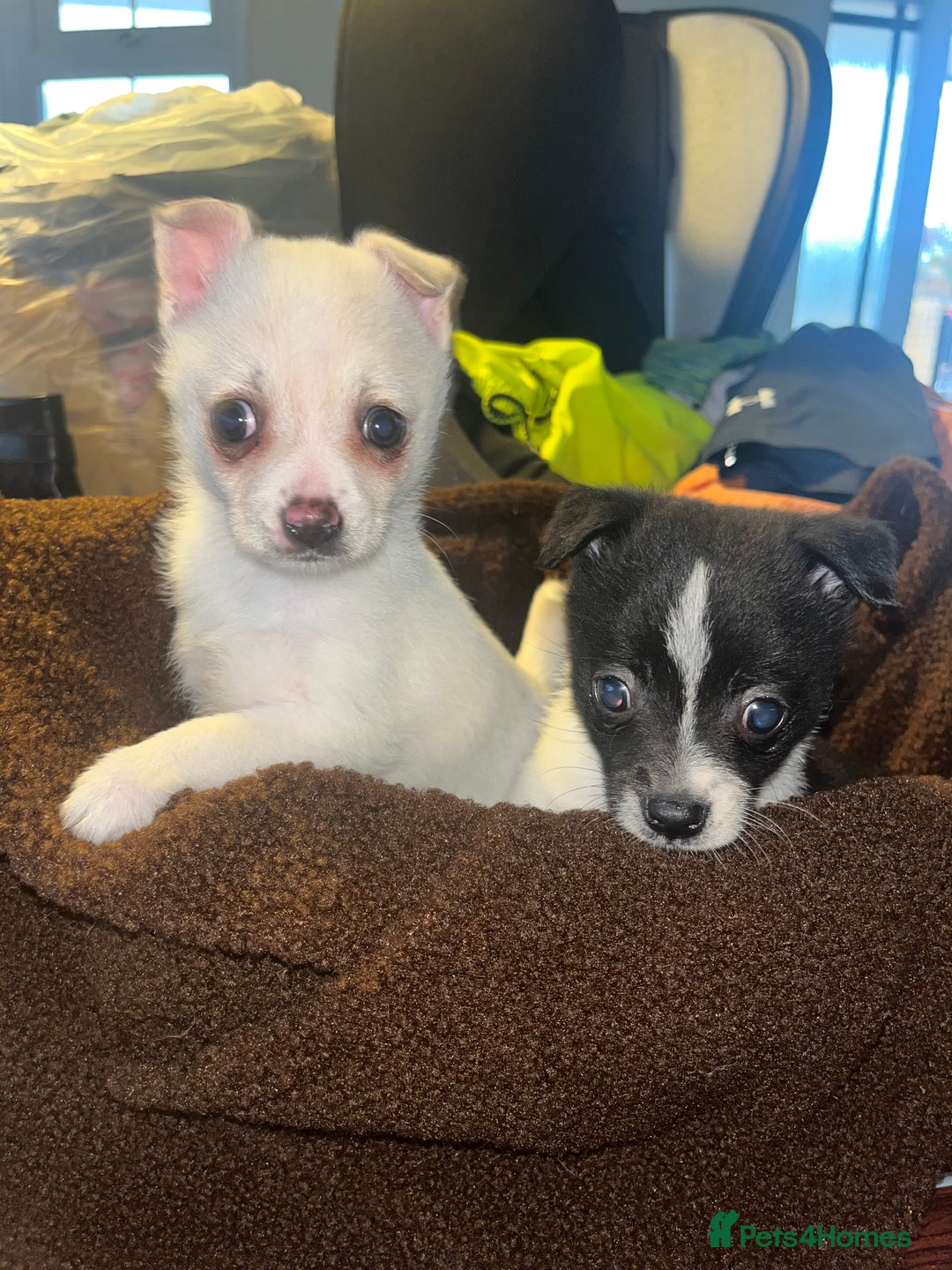 Mixed Breed dogs for sale: Jack Russel  - Advert 7