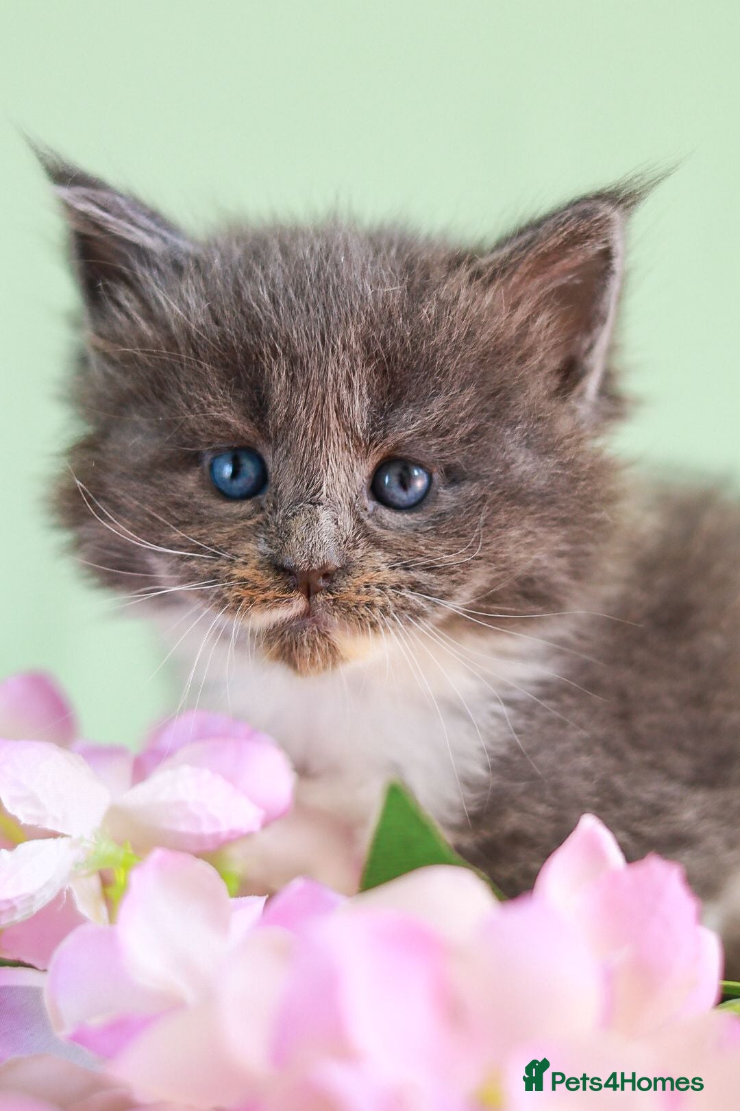 Maine Coon cats European Bloodlines Maine Coon Kittens Available - Advert 4