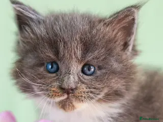 Maine Coon cats European Bloodlines Maine Coon Kittens Available - Advert 4