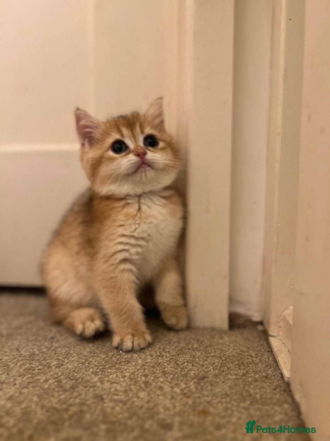 British Shorthair cats for sale: Only two boys left ready to go ❤️ - Image 20