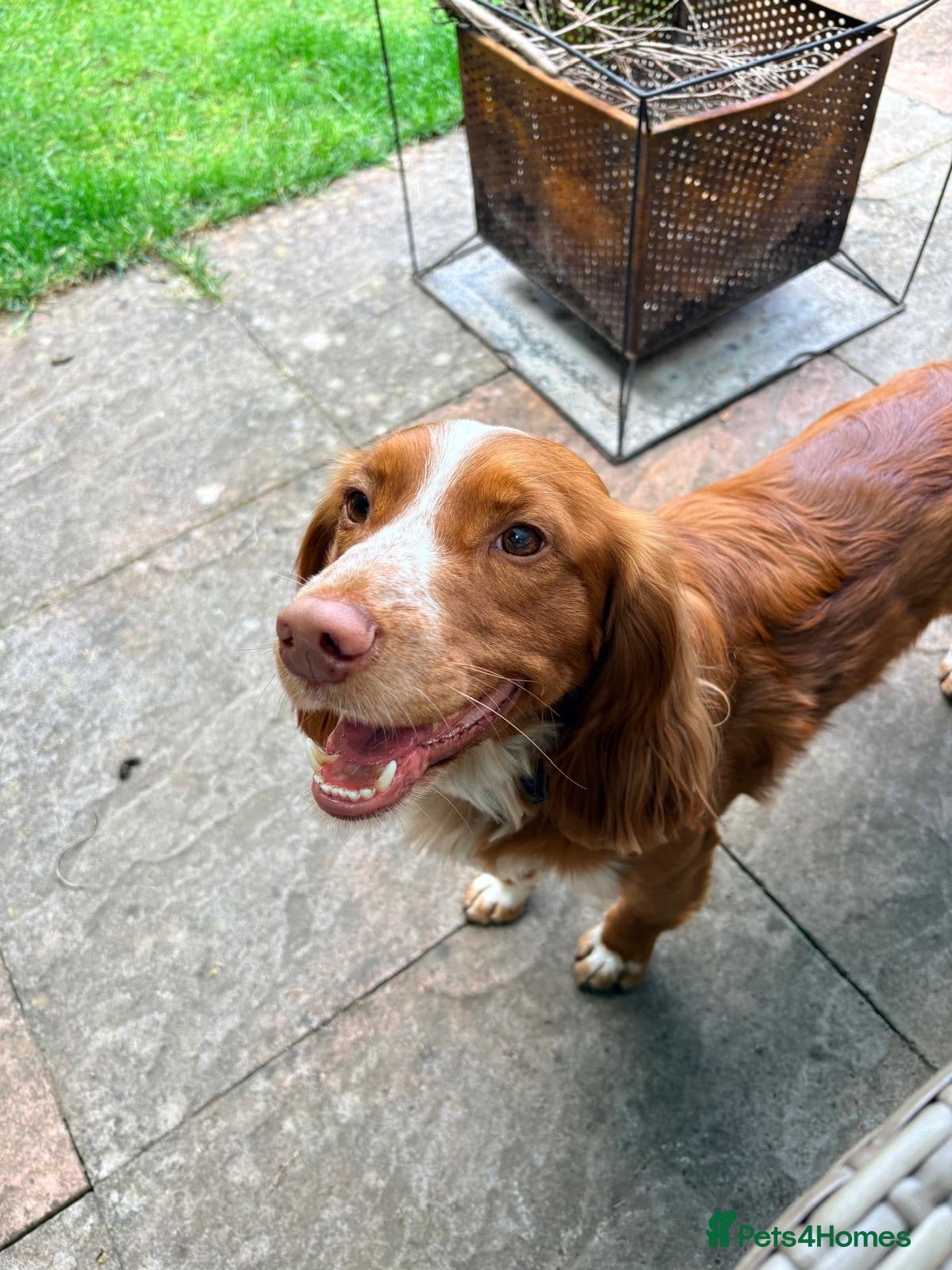 Sprocker dogs Monty needs new home - Advert 2