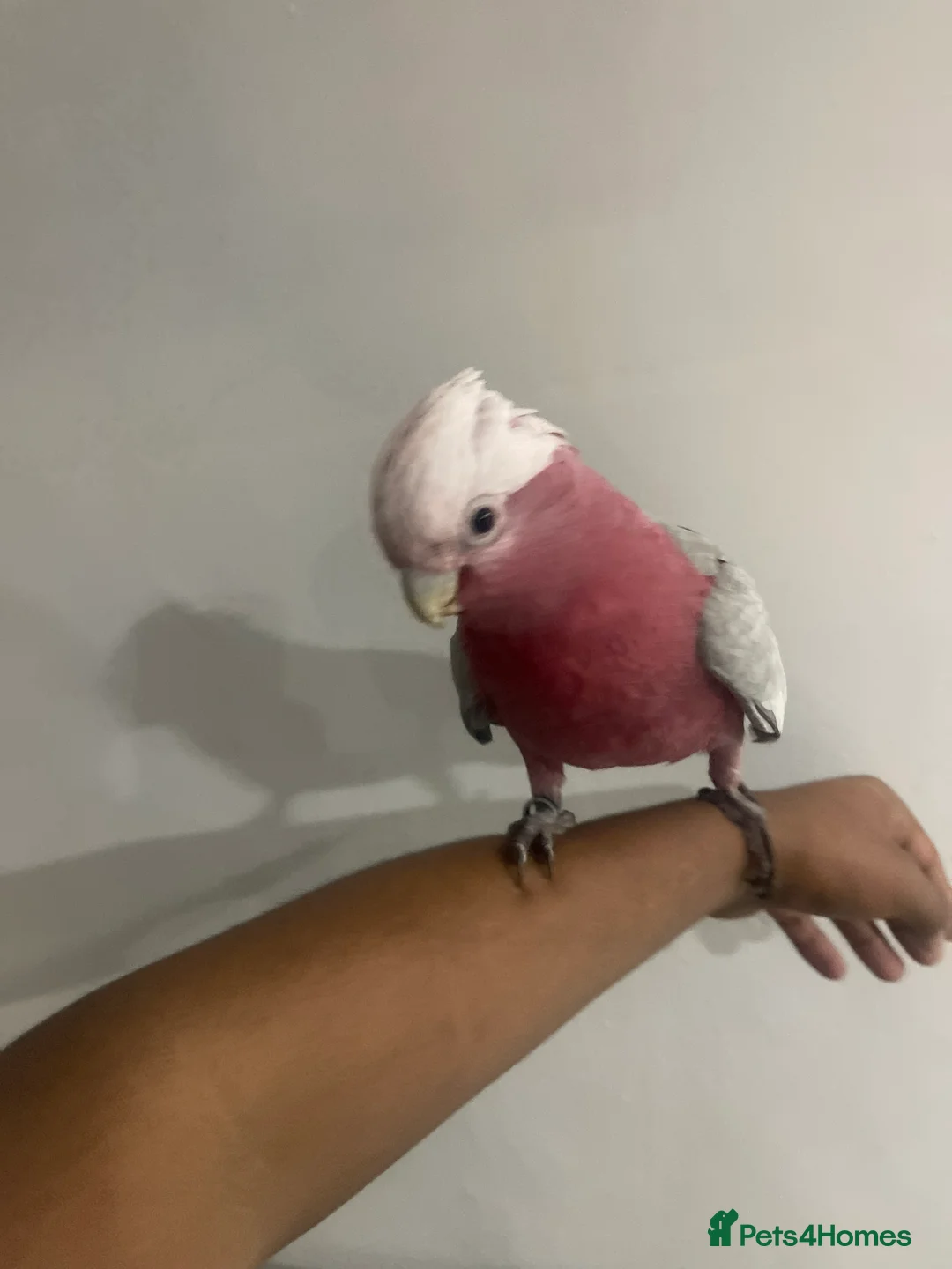 Cockatoo birds for sale: Galah cockatoo  - Advert 6