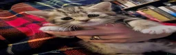 Persian cats for sale: Snuggly babies, chinchilla persian x  in Plymouth - Advert 11