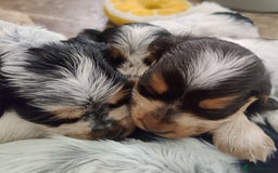 Cocker Spaniel dogs for sale: KC Show type Cocker Spaniels  in Driffield - Image 7