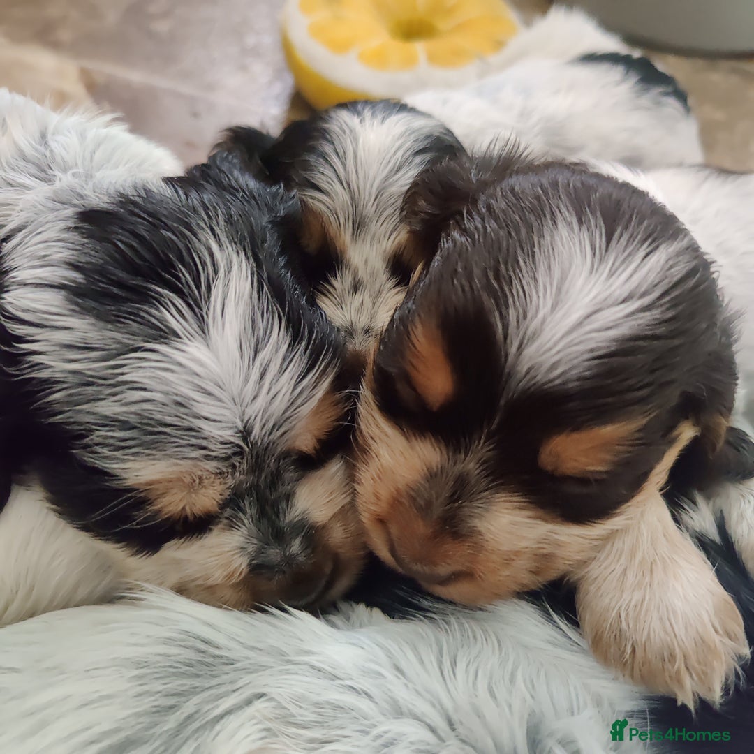 Cocker Spaniel dogs for sale: KC Show type Cocker Spaniels  in Driffield - Image 7