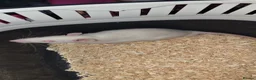 Rat rodents for sale: Gorgeous baby Rats Ready to Go Mainly Top Eared - Advert 1