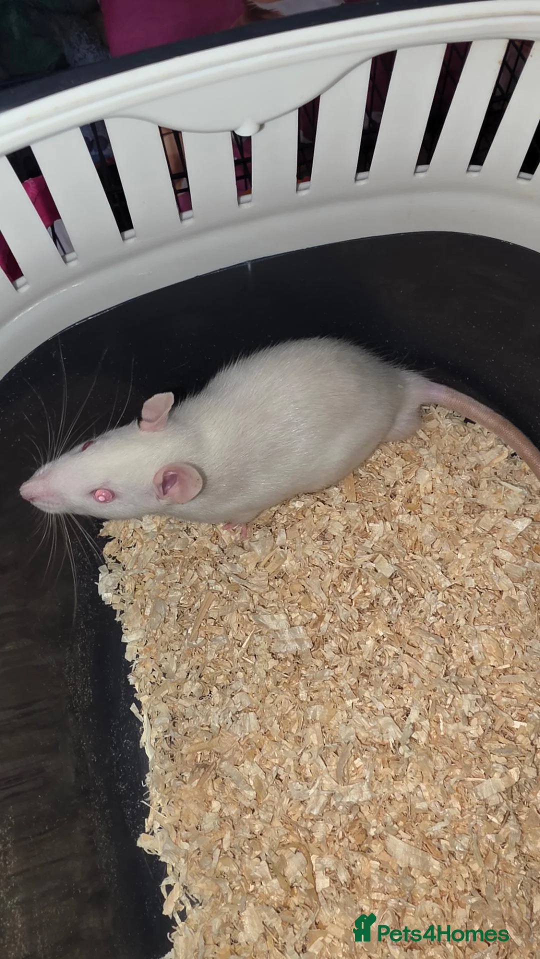 Rat rodents for sale: Gorgeous baby Rats Ready to Go Mainly Top Eared - Advert 1