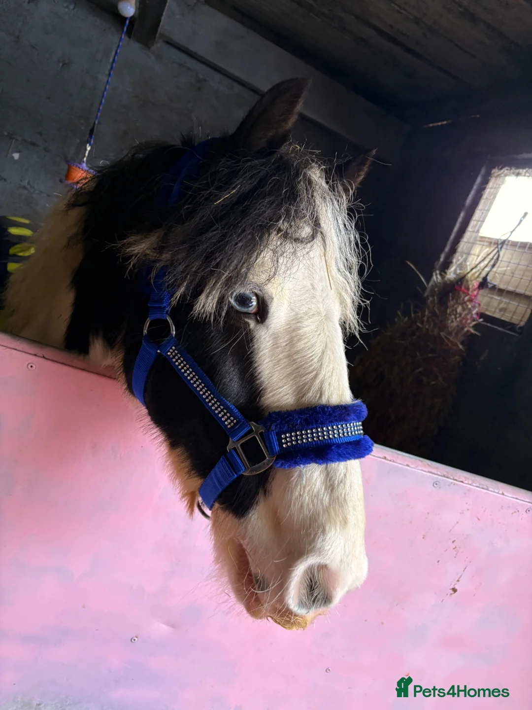 Irish Cob horses for sale: Bella Twix in Newbiggin-by-the-Sea - Advert 1