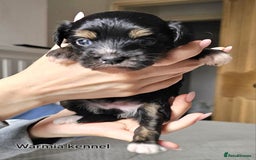 Chinese Crested dogs for sale: Last powder puff boy available  - Image 9