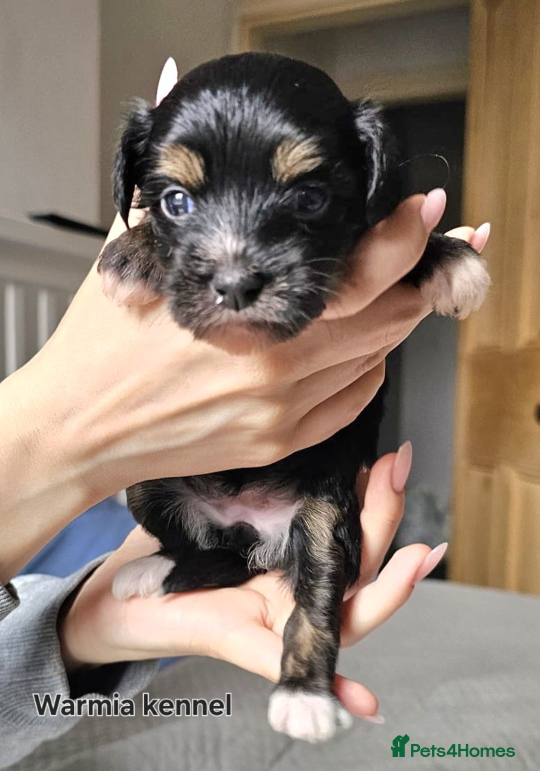 Chinese Crested dogs for sale: Last powder puff boy available  - Image 9