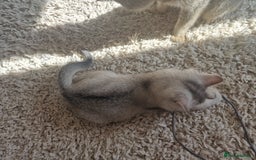 Scottish Fold cats for sale: Beautiful Scottish fold kittens - Image 2