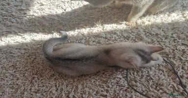 Scottish Fold cats - Advert 7