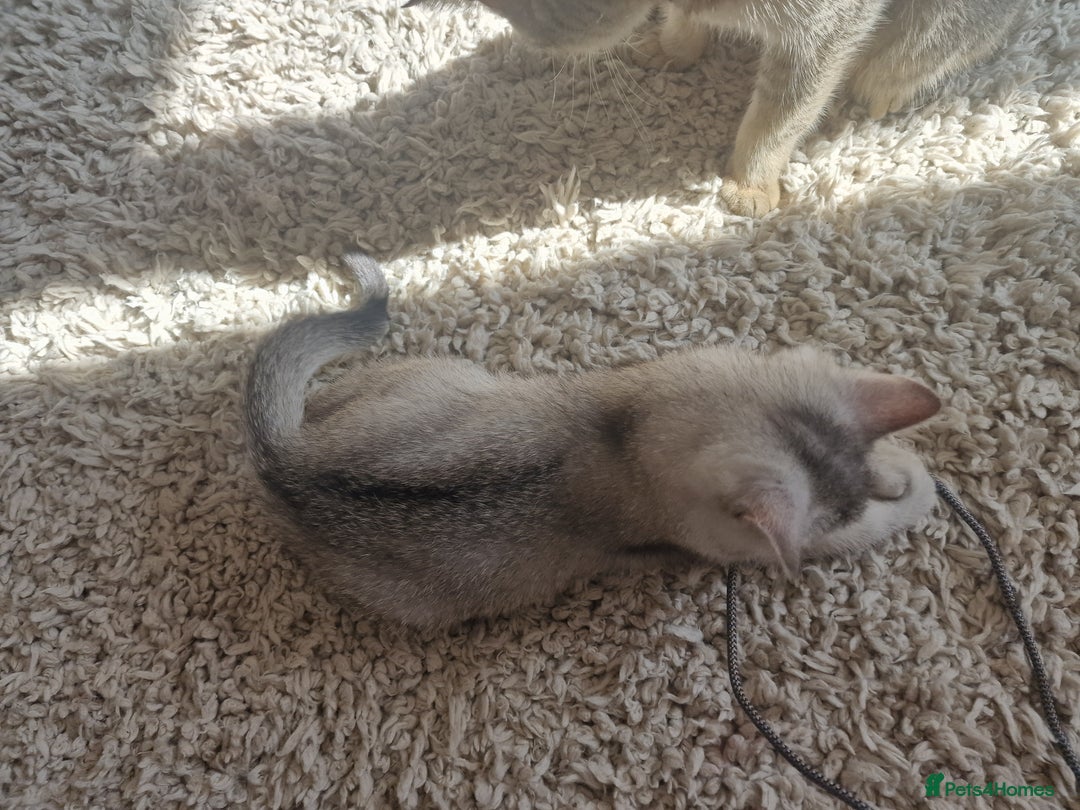 Scottish Fold cats for sale: Beautiful Scottish fold kittens - Image 2