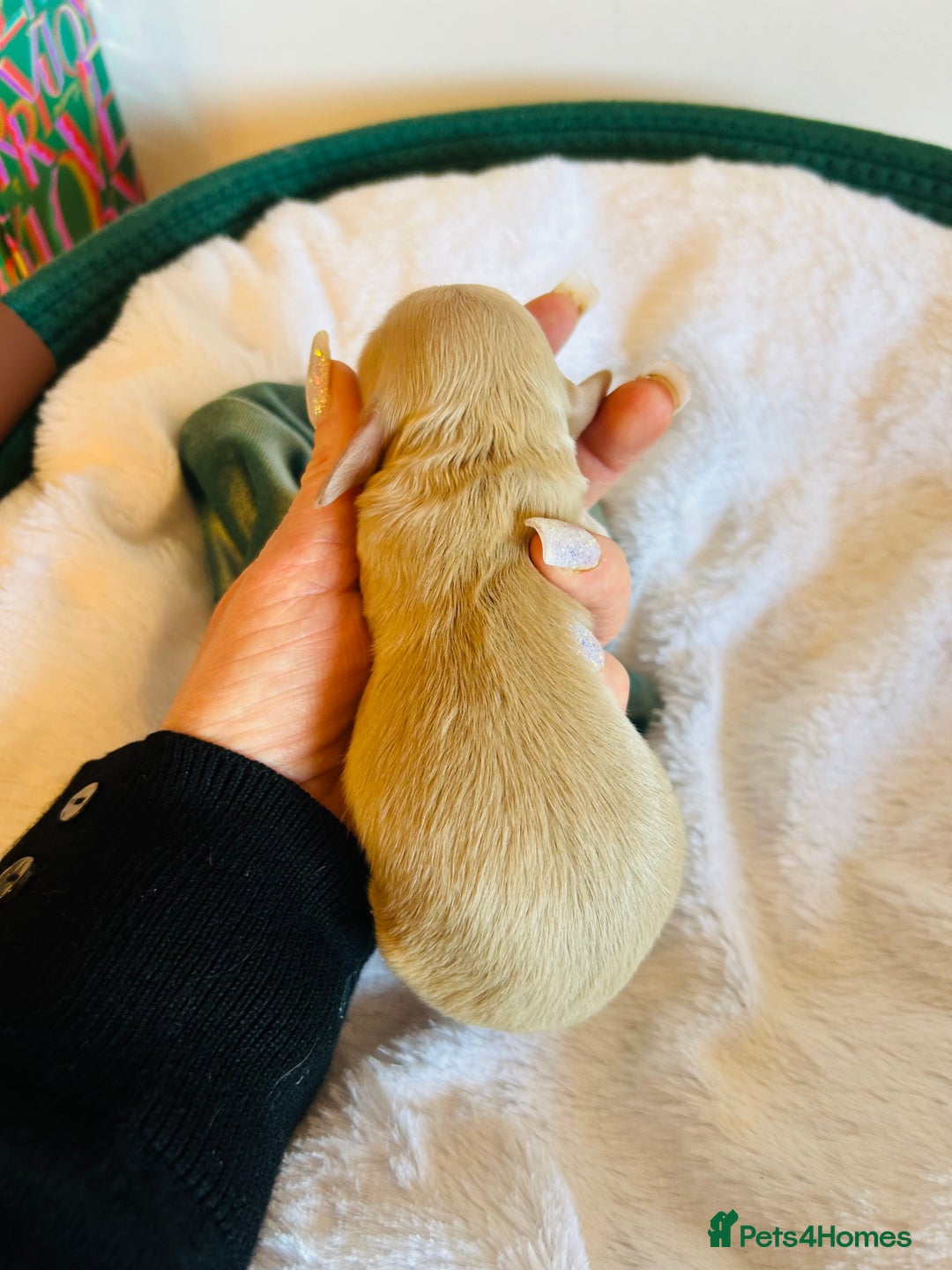 Miniature Dachshund dogs for sale: Creams  -5 Star Breeder ⭐️⭐️⭐️⭐️⭐️ - Advert 7