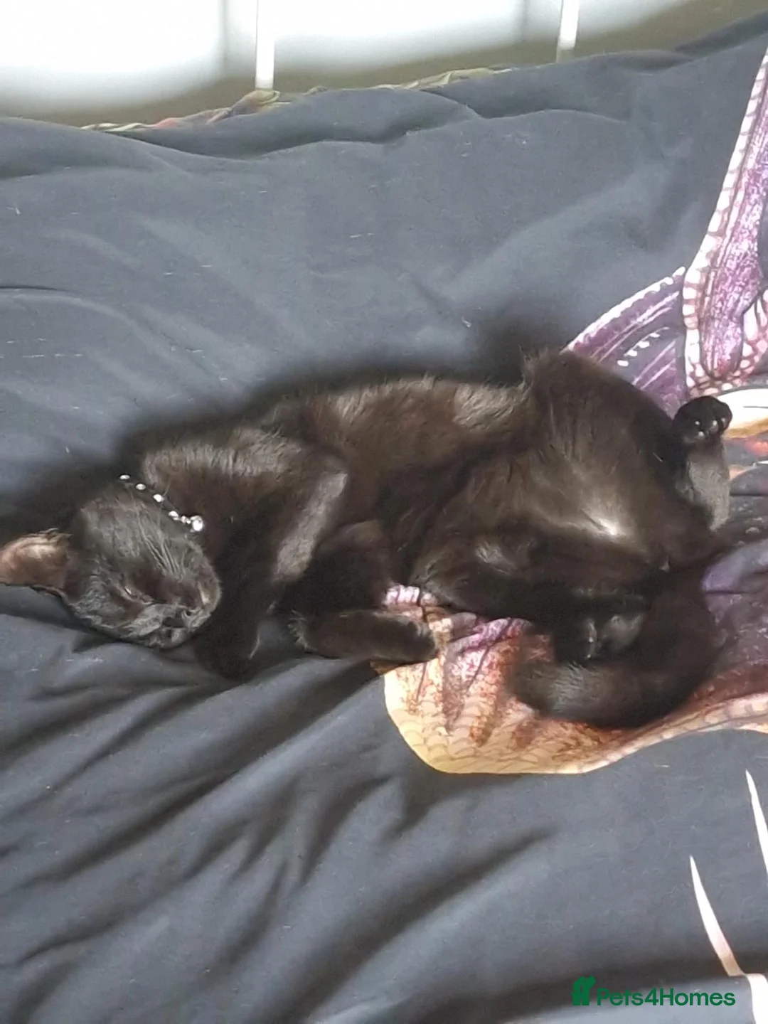 Mixed Breed cats for sale: Adult female  - Advert 6