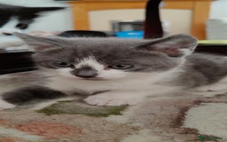 Mixed Breed cats for sale: Kitten's  - Image 1