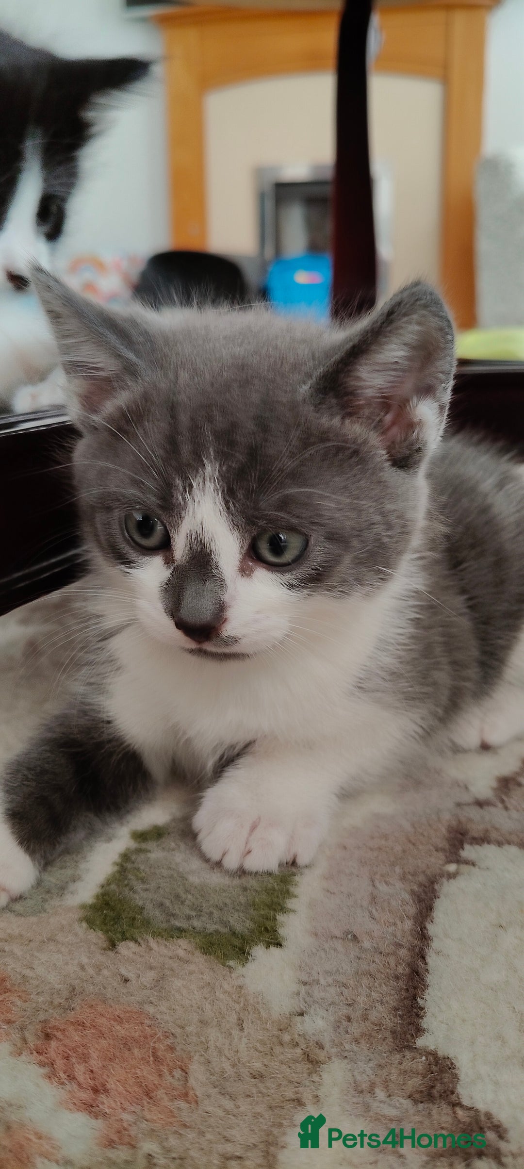 Mixed Breed cats for sale: Kitten's  - Image 1