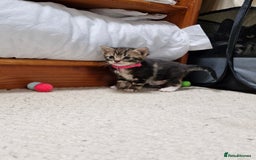 British Shorthair cats for sale: Mixed breed shorthair kittens. 1 m 1 f available - Image 4