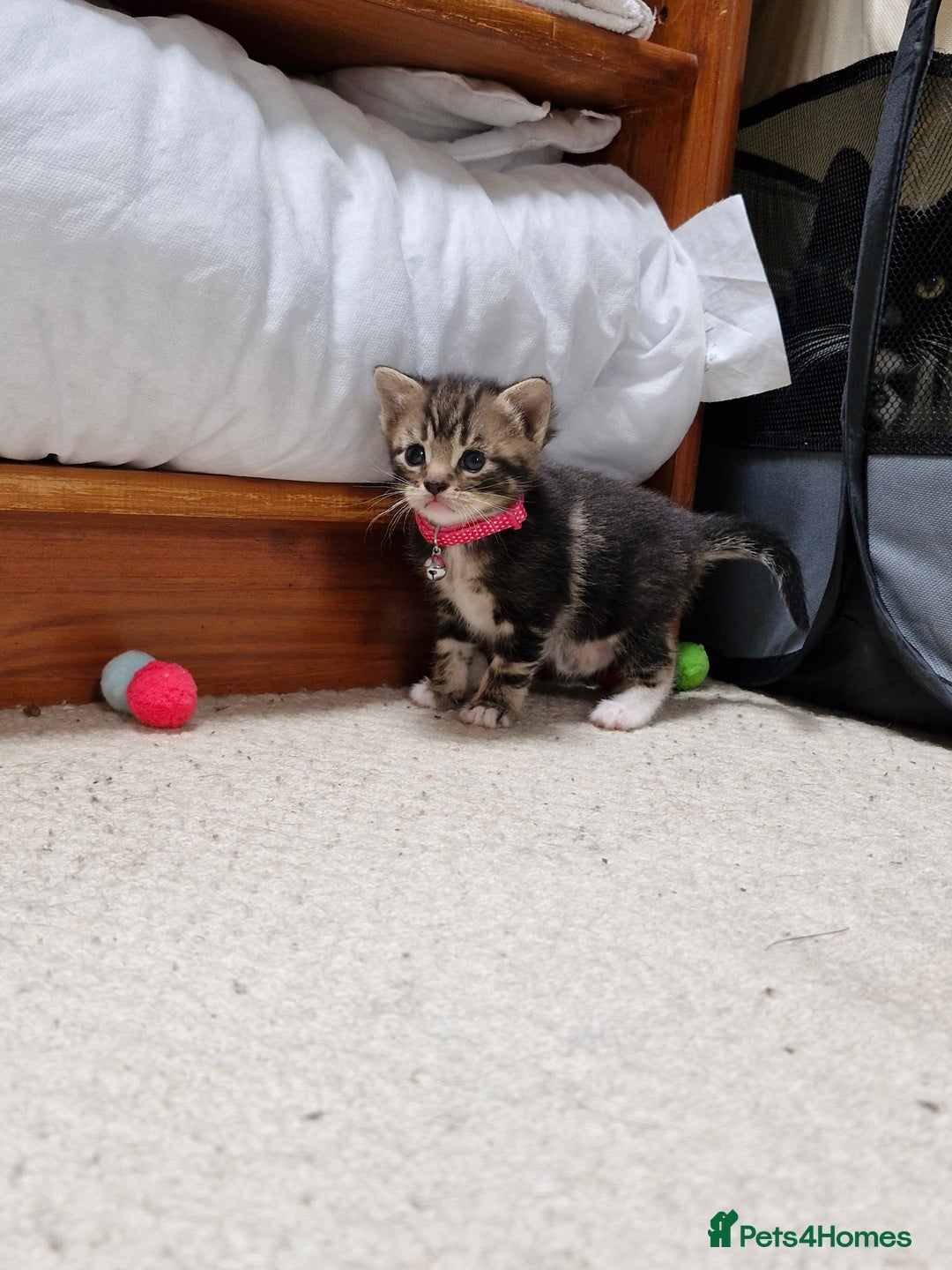 British Shorthair cats for sale: Mixed breed shorthair kittens. 1 m 1 f available - Image 4