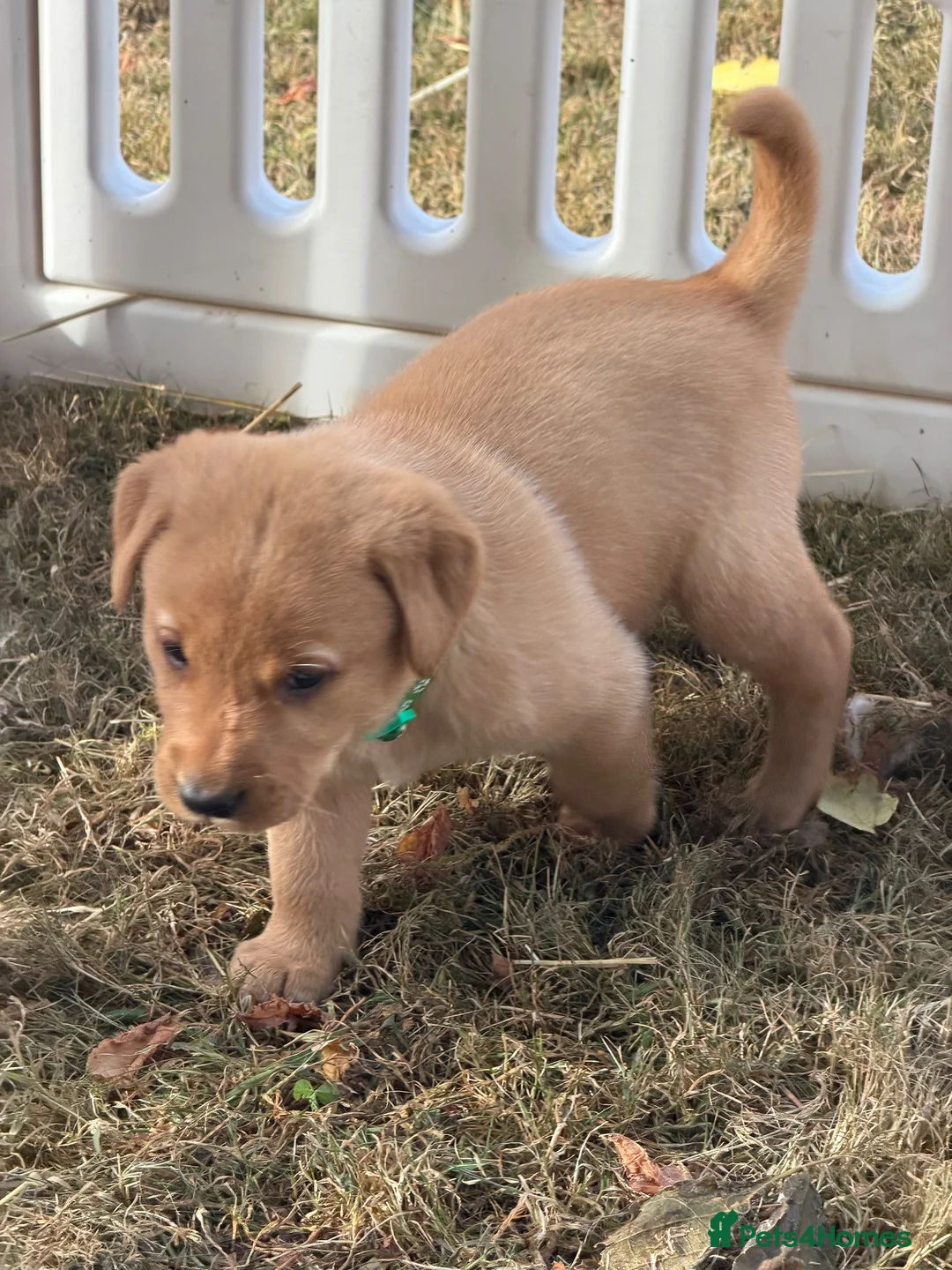 Labrador Retriever dogs for sale: KC REG Fox red Labrador puppies  in Liskeard - Advert 8