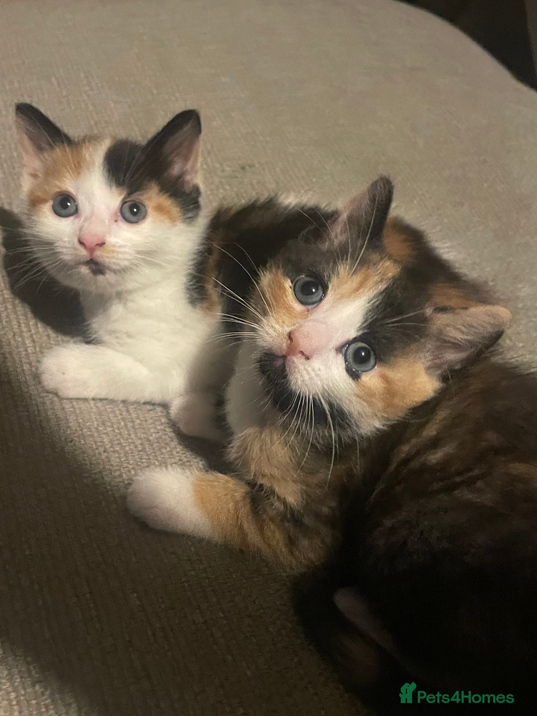 Mixed Breed cats for sale: 2 girl - Advert 2