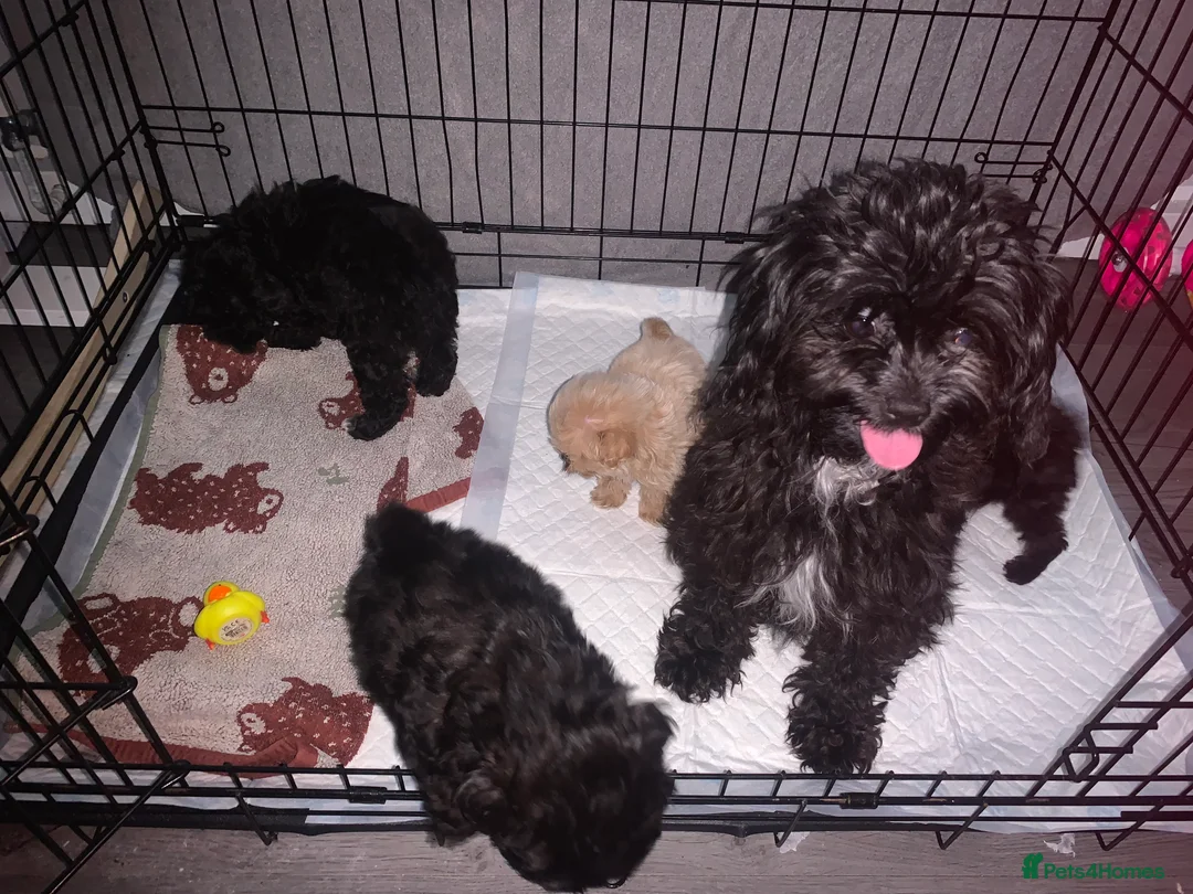 Shihpoo dogs for sale: Shihpoos  - Advert 2