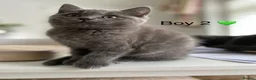 British Shorthair cats for sale: Beautiful GGCF British Shorthair X Ragdoll Kittens - Advert 10