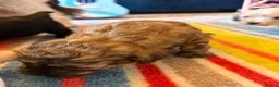 Shihpoo dogs for sale: Joanna Flynn  - Advert 3