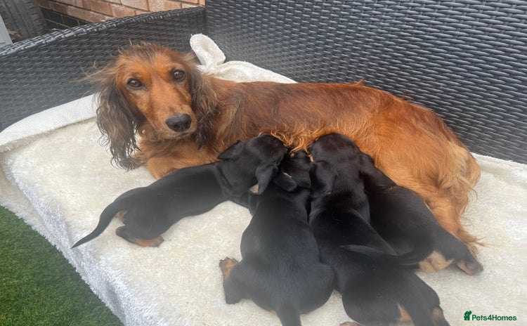 Dachshund dogs - Advert 1