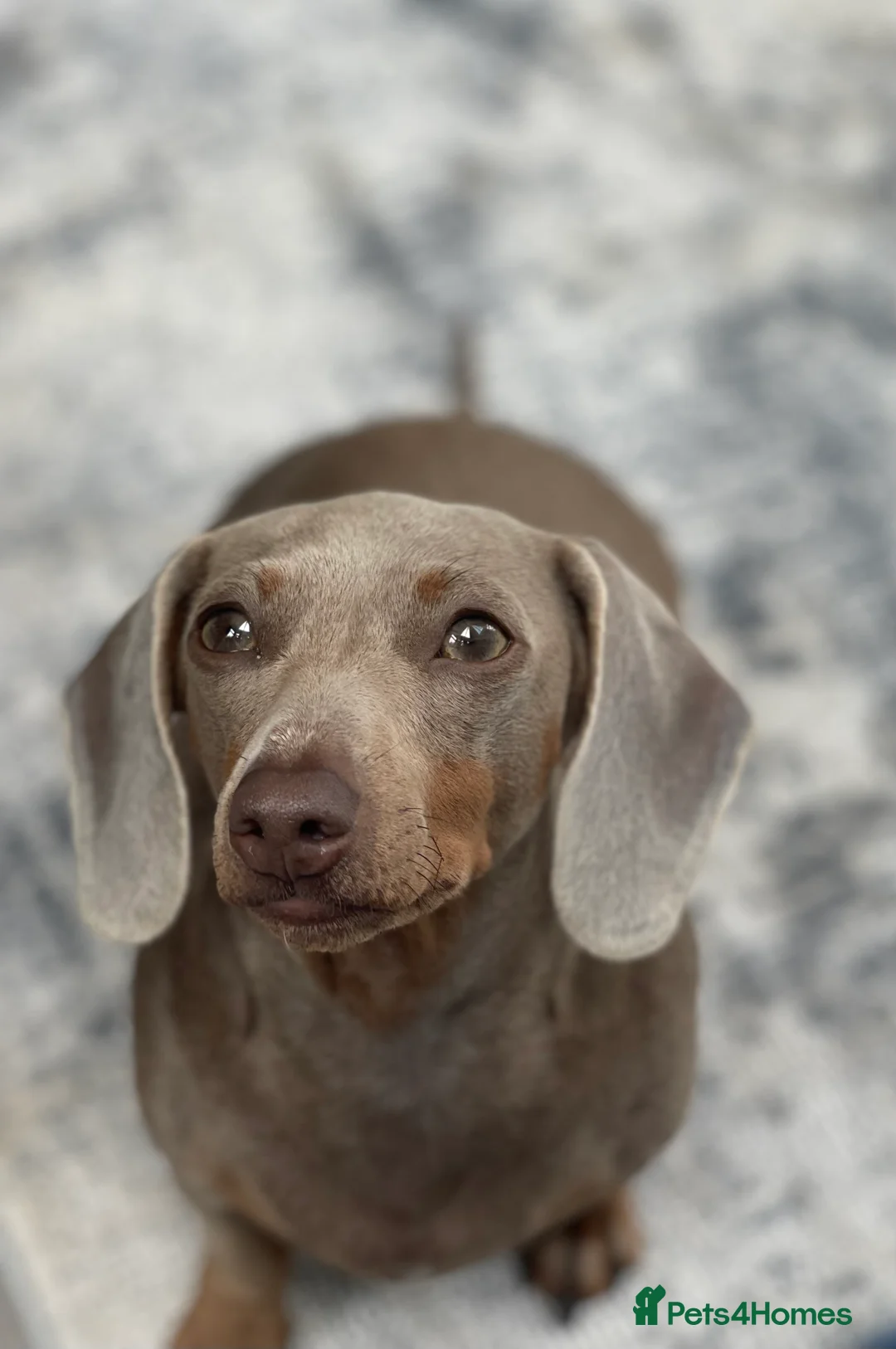 Miniature Dachshund dogs for sale: KC Miniature Female Isabella&Tan Dapple - Advert 2