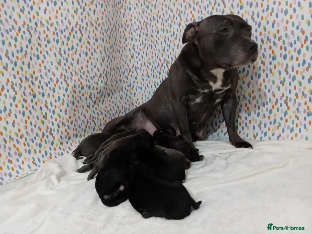 Staffordshire Bull Terrier dogs for sale: Exceptional valglo sired puppies - Advert 5