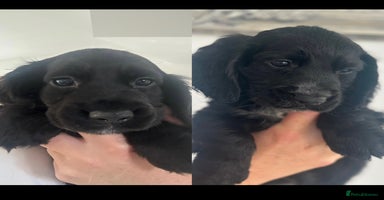 Cocker Spaniel dogs - Advert 4
