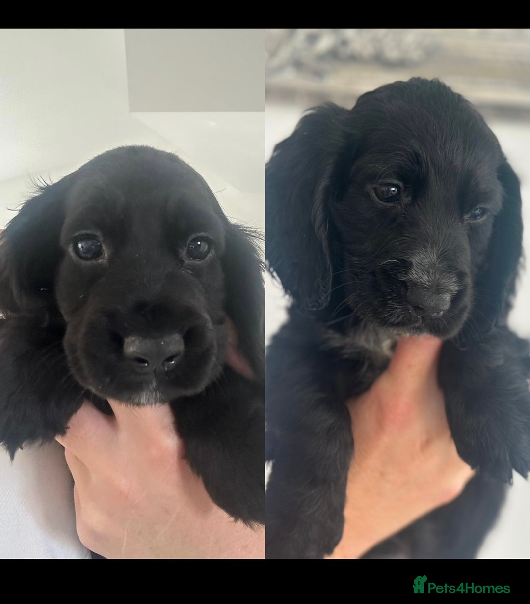 Cocker Spaniel dogs for sale: Cocker Spaniel Puppies perfect example ready now - Image 3