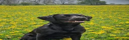 Labrador Retriever dogs for sale: Beautiful litter of 8 Black Labrador puppies  - Advert 4