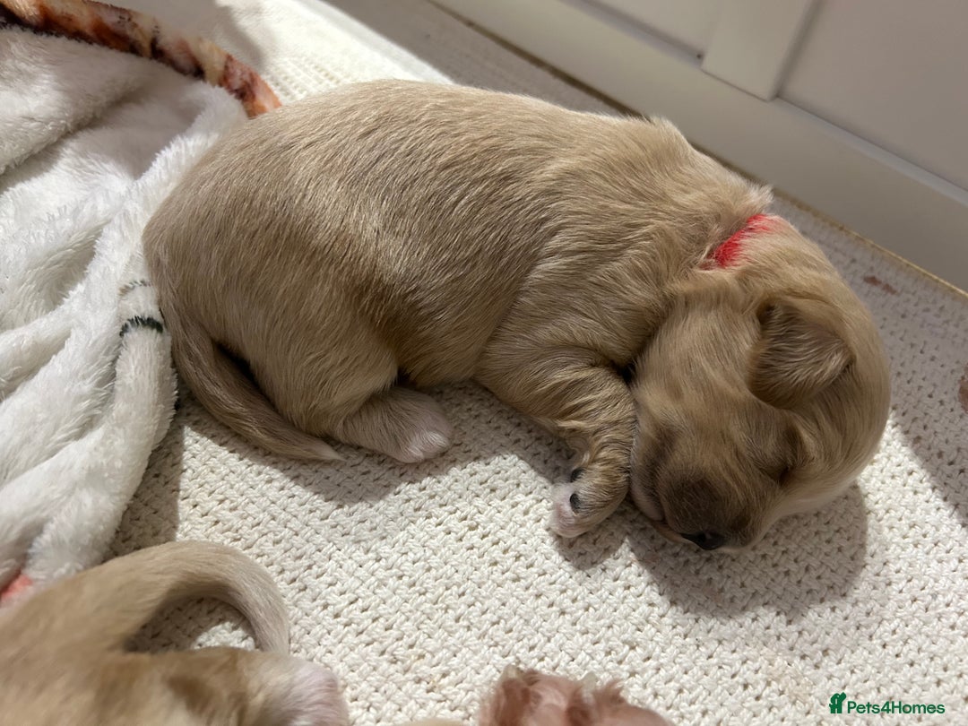 Maltipoo dogs for sale: 4 Adorable F2 Maltipoo pups - Advert 12