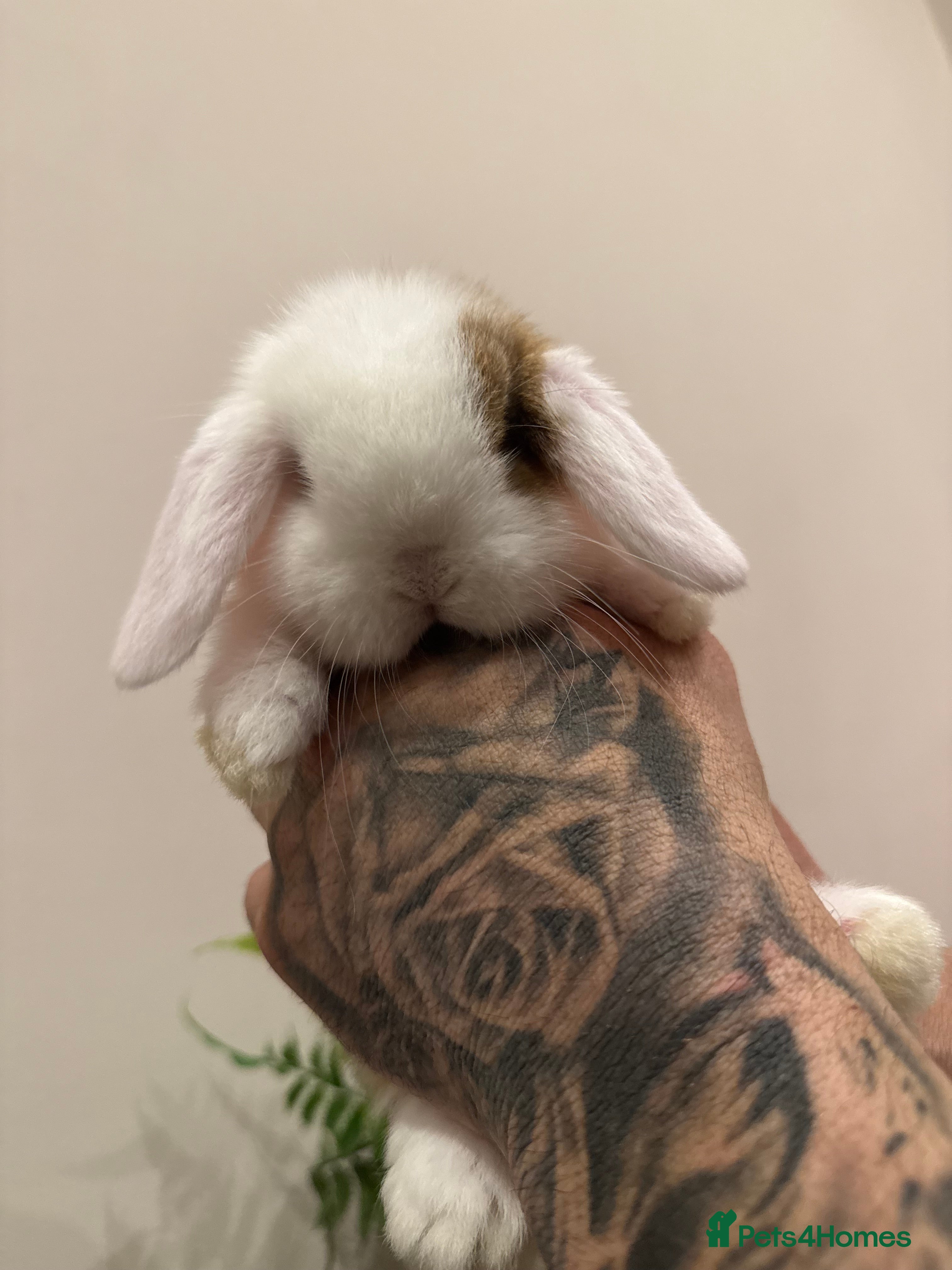 Mini Lop rabbits Stunning Mini Lop, Ready To Reserve - Advert 1