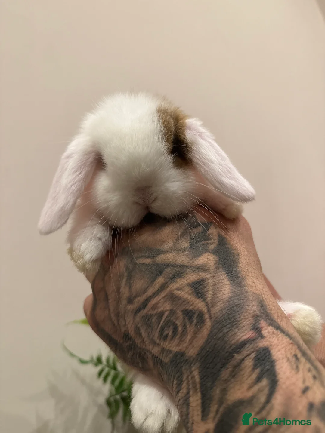 Mini Lop rabbits for sale: Stunning Mini Lop, Ready To Reserve - Advert 1