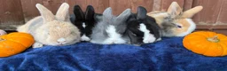 French Lop rabbits for sale: 5 Beautiful French lops  - Advert 2