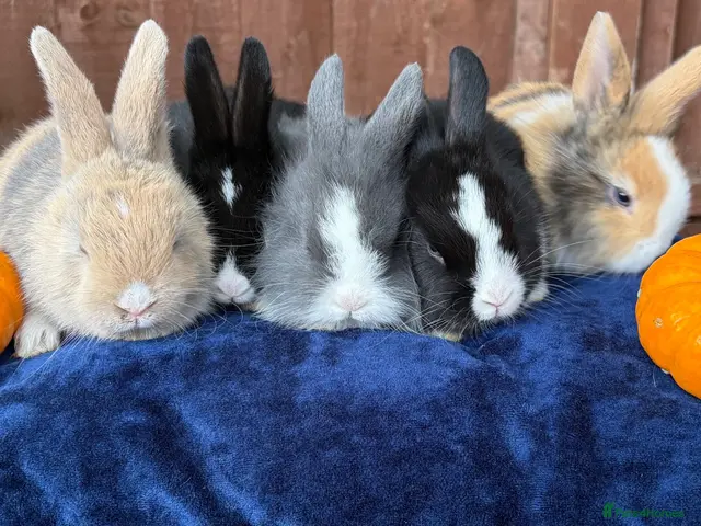 French Lop rabbits for sale: 5 Beautiful French lops - Advert 2