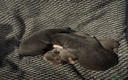 Chihuahua dogs for sale: Chihuahua puppies - Image 4