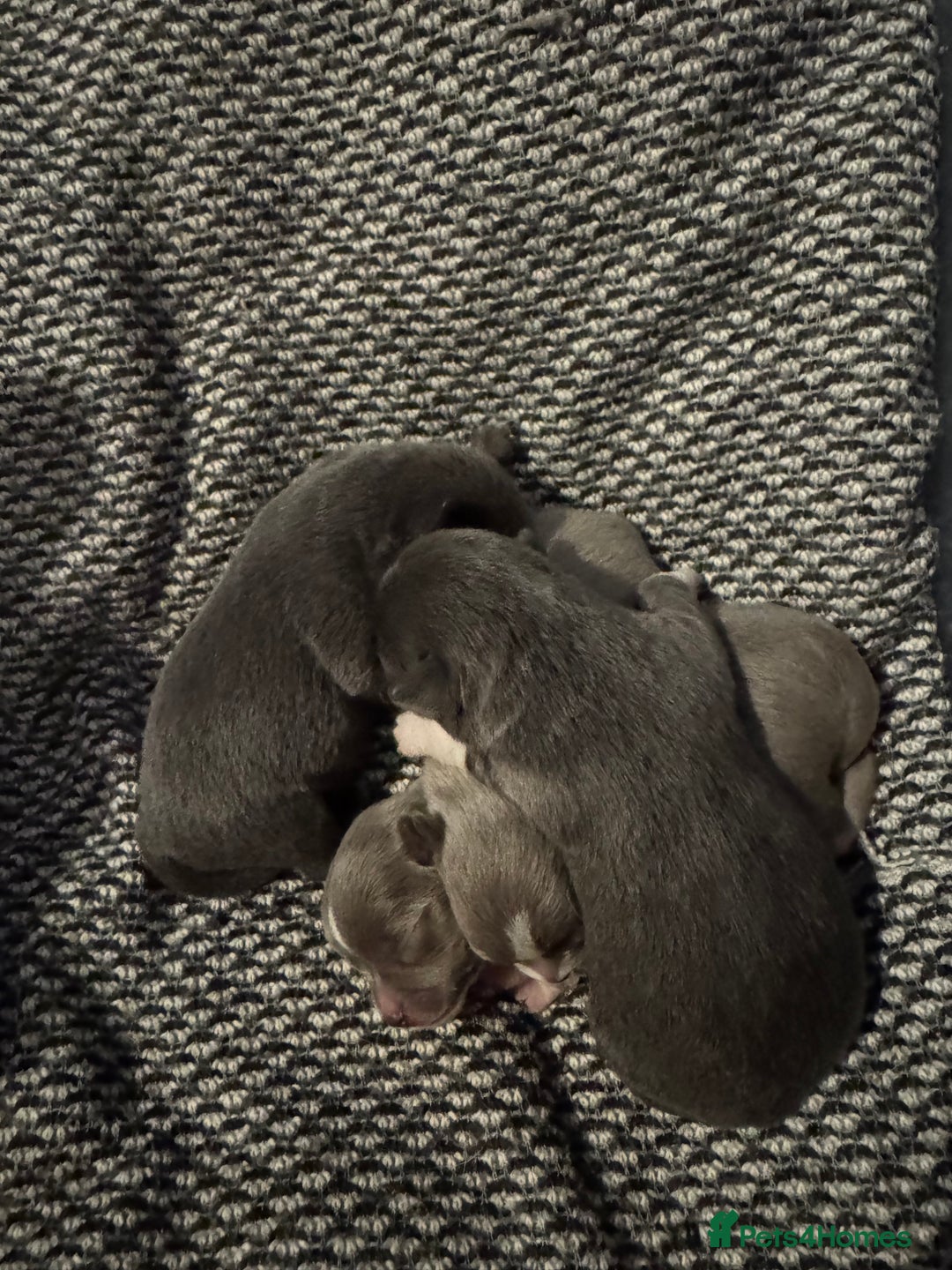 Chihuahua dogs for sale: Chihuahua puppies - Image 4